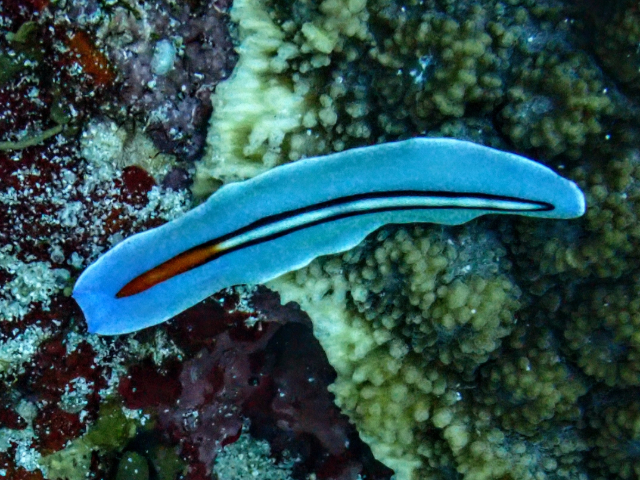 Click to View Racing Stripe Flatworm<br><span style='font-size:12px'><i>Dave & Rose</i></span>
