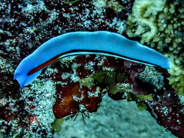 Click to View Racing Stripe Flatworm<br><span style='font-size:12px'><i>Dave & Rose</i></span>