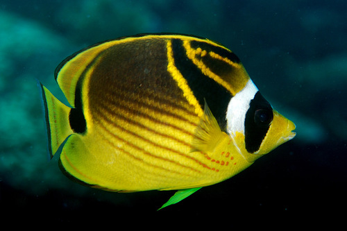 Click to View Raccoon Butterflyfish<br><span style='font-size:12px'><i>iNaturalist</i></span>