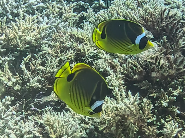Click to View Raccoon Butterflyfish<br><span style='font-size:12px'><i>Dave & Rose</i></span>