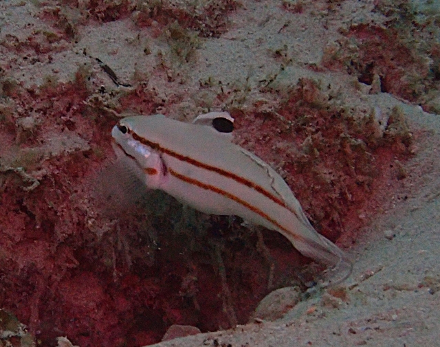 Click to View Railway Goby<br><span style='font-size:12px'><i>Dave & Rose</i></span>