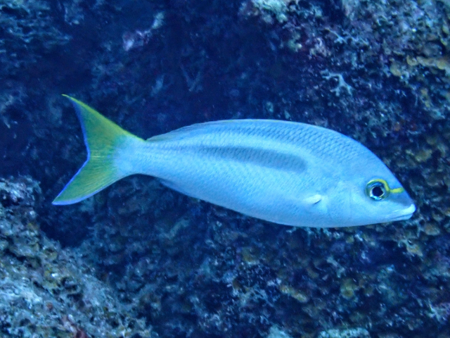 Click to View Rainbow Monocle Bream<br><span style='font-size:12px'><i>Dave & Rose</i></span>