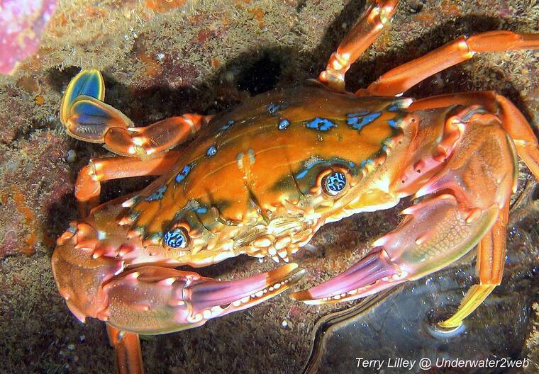 Click to View Rainbow Swimming Crab<br><span style='font-size:12px'><i>WWW</i></span>