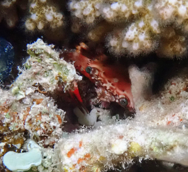 Click to View Rainbow Swimming Crab<br><span style='font-size:12px'><i>Dave & Rose</i></span>