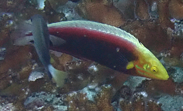 Click to View Rainbow Wrasse<br><span style='font-size:12px'><i>Dave & Rose</i></span>