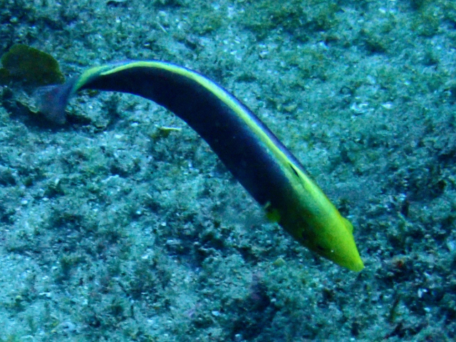 Click to View Rainbow Wrasse<br><span style='font-size:12px'><i>Dave & Rose</i></span>