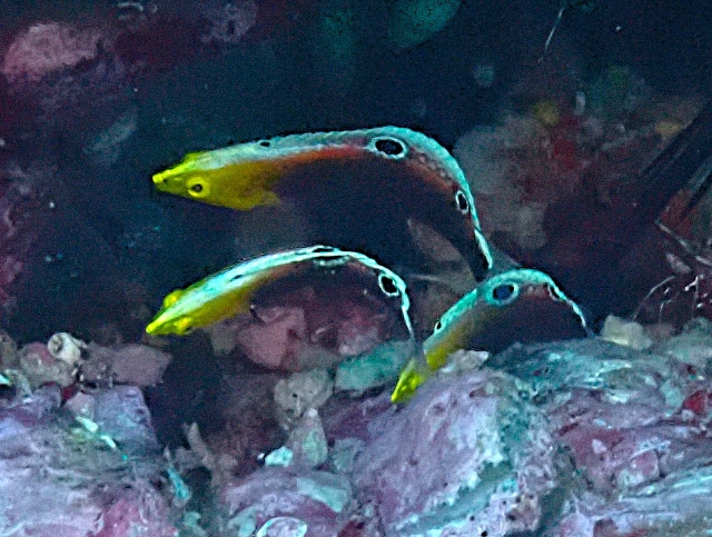 Click to View Rainbow Wrasse Juv<br><span style='font-size:12px'><i>Dave & Rose</i></span>