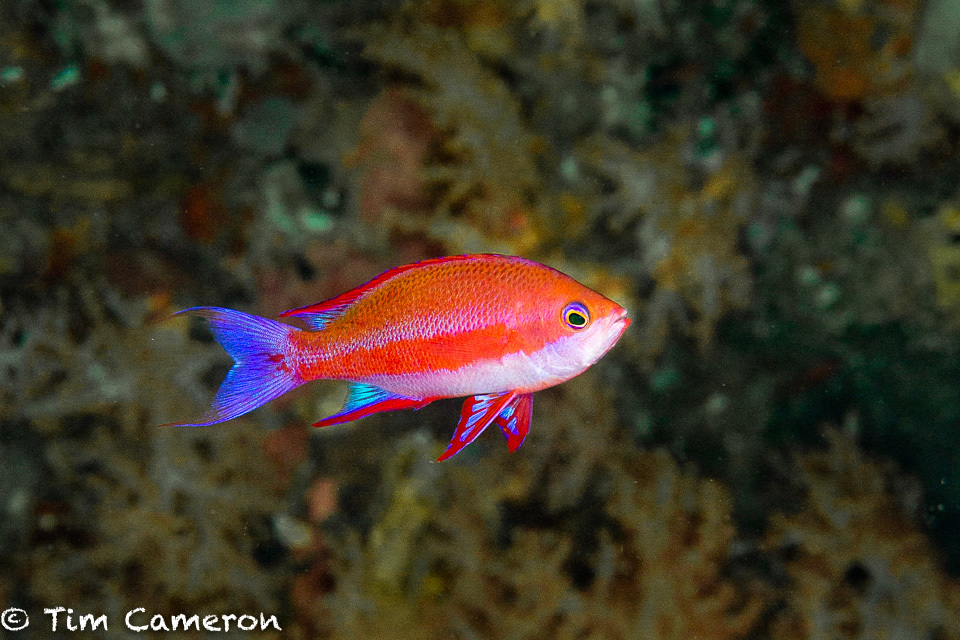 Click to View Randall's Anthias<br><span style='font-size:12px'><i>iNaturalist</i></span>