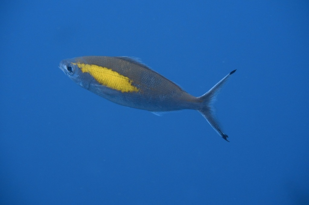 Click to View Randall's Fusilier<br><span style='font-size:12px'><i>iNaturalist</i></span>