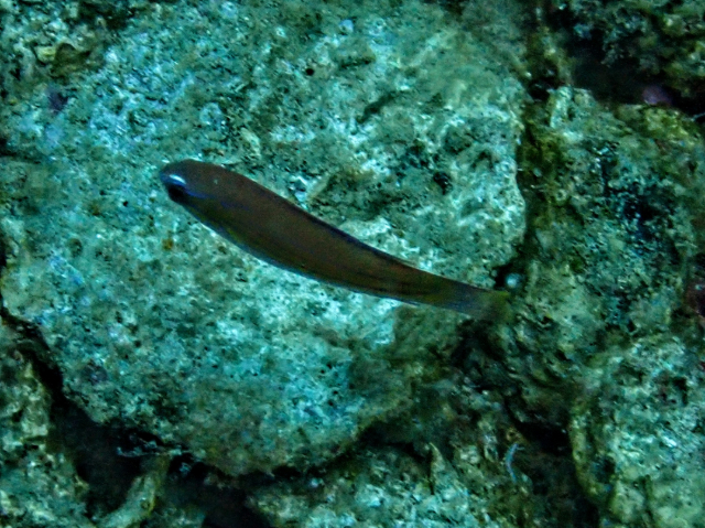 Click to View Rao's Dartfish<br><span style='font-size:12px'><i>Dave & Rose</i></span>