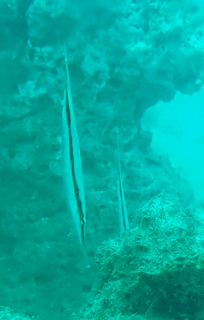 Click to View Razorfish<br><span style='font-size:12px'><i>Dave & Rose</i></span>