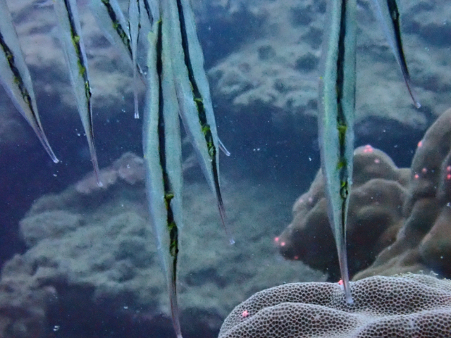 Click to View Razorfish<br><span style='font-size:12px'><i>Dave & Rose</i></span>