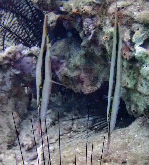 Click to View Razorfish<br><span style='font-size:12px'><i>Dave & Rose</i></span>