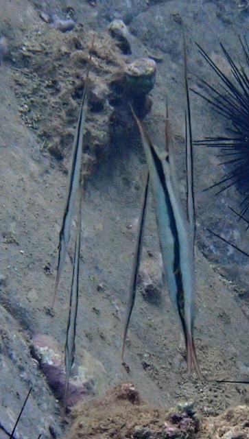 Click to View Razorfish<br><span style='font-size:12px'><i>Dave & Rose</i></span>