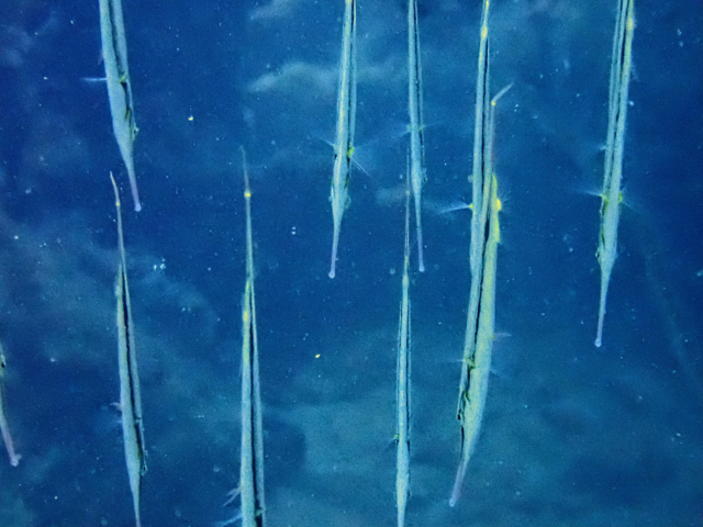 Click to View Razorfish<br><span style='font-size:12px'><i>Dave & Rose</i></span>