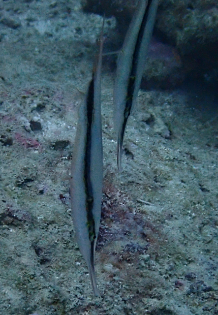 Click to View Razorfish<br><span style='font-size:12px'><i>Dave & Rose</i></span>