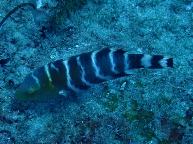 Click to View Redbreasted Wrasse<br><span style='font-size:12px'><i>Dave & Rose</i></span>