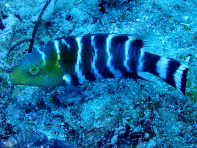 Click to View Redbreasted Wrasse<br><span style='font-size:12px'><i>Dave & Rose</i></span>