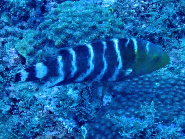 Click to View Redbreasted Wrasse<br><span style='font-size:12px'><i>Dave & Rose</i></span>