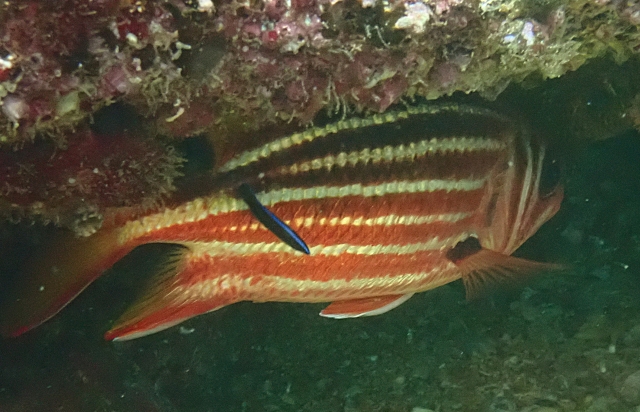 Click to View Redcoat Squirrelfish<br><span style='font-size:12px'><i>Dave & Rose</i></span>
