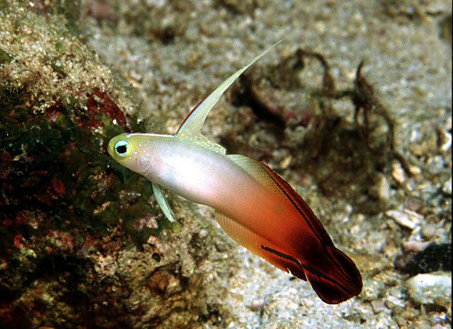 Click to View Red Fire-goby<br><span style='font-size:12px'><i>Fishbase</i></span>