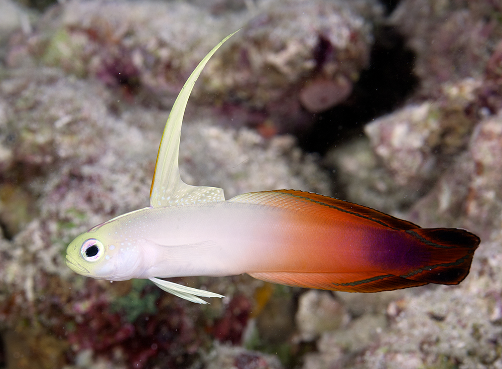 Click to View Red Fire-goby<br><span style='font-size:12px'><i>Fishbase</i></span>