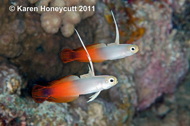 Click to View Red Fire-goby<br><span style='font-size:12px'><i>Fishbase</i></span>