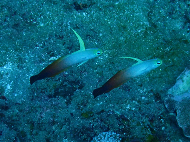 Click to View Red Fire-goby<br><span style='font-size:12px'><i>Dave & Rose</i></span>