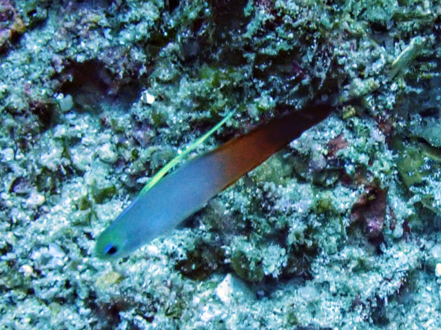 Click to View Red Fire-goby<br><span style='font-size:12px'><i>Dave & Rose</i></span>