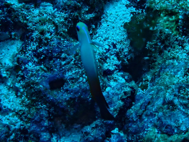 Click to View Red Fire-goby<br><span style='font-size:12px'><i>Dave & Rose</i></span>