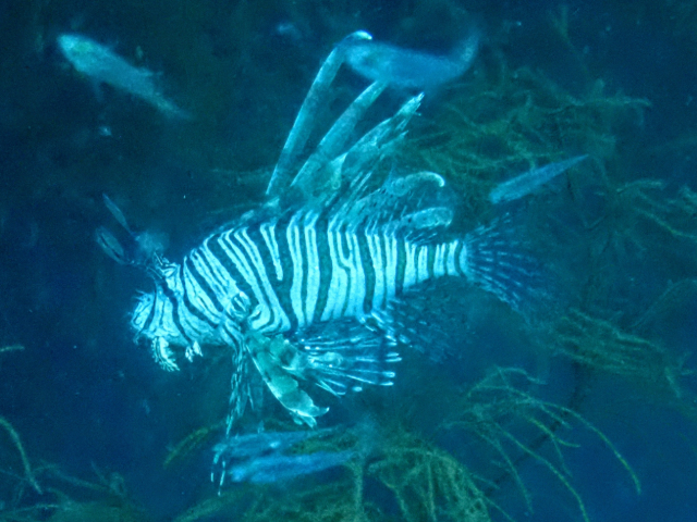 Red Lionfish<br><span style='font-size:12px'><i>Dave & Rose</i></span>