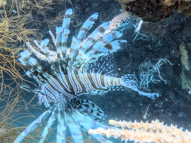 Red Lionfish<br><span style='font-size:12px'><i>Dave & Rose</i>&nbsp&nbspPhilippines&nbsp&nbsp26th Apr 2026</span>