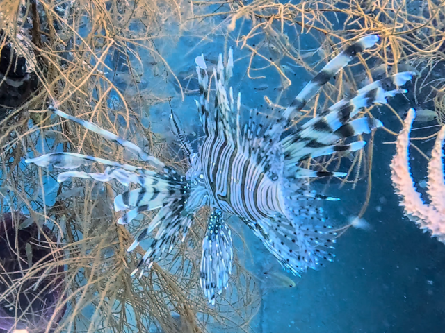 Red Lionfish<br><span style='font-size:12px'><i>Dave & Rose</i></span>