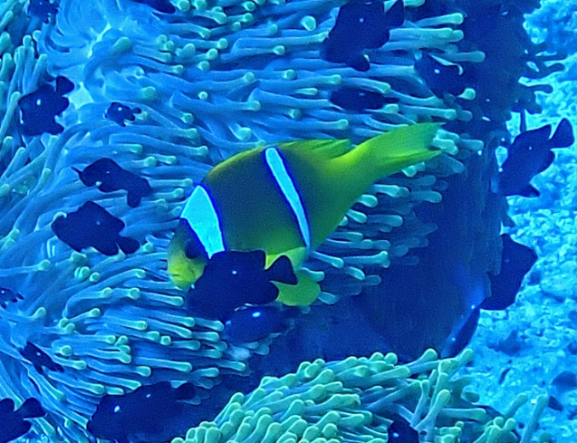 Click to View Red Sea Anemonefish w juv Three-spot Dascyllus<br><span style='font-size:12px'><i>Dave & Rose</i></span>