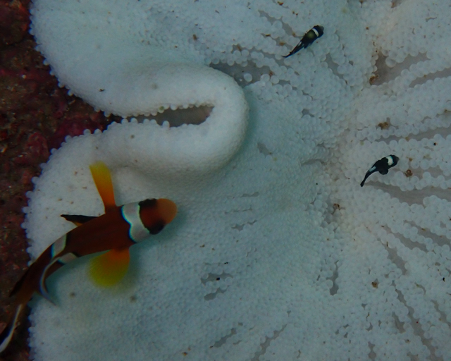 Click to View Red Sea Anemonefish with juveniles<br><span style='font-size:12px'><i>Dave & Rose</i></span>