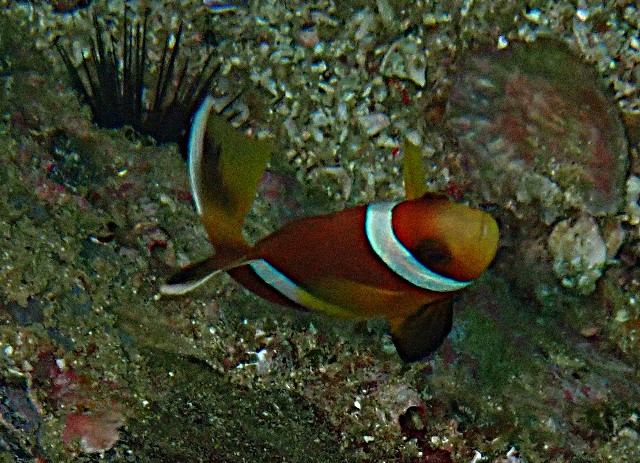 Click to View Red Sea Anemonefish<br><span style='font-size:12px'><i>Dave & Rose</i></span>