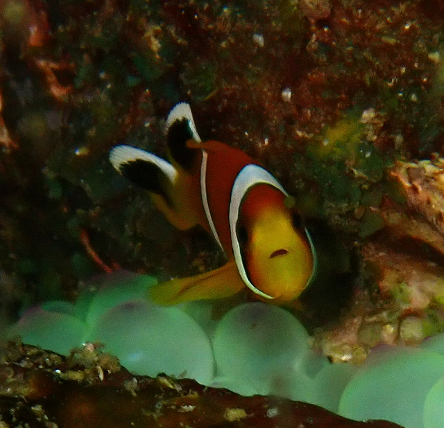 Click to View Red Sea Anemonefish<br><span style='font-size:12px'><i>Dave & Rose</i></span>