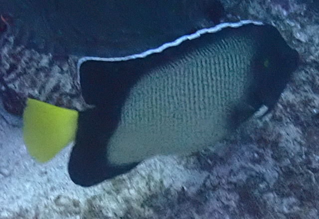 Click to View Red Sea Angelfish<br><span style='font-size:12px'><i>Dave & Rose</i></span>