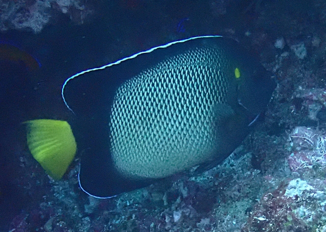 Click to View Red Sea Angelfish<br><span style='font-size:12px'><i>Dave & Rose</i></span>