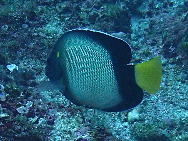 Click to View Red Sea Angelfish<br><span style='font-size:12px'><i>Dave & Rose</i></span>