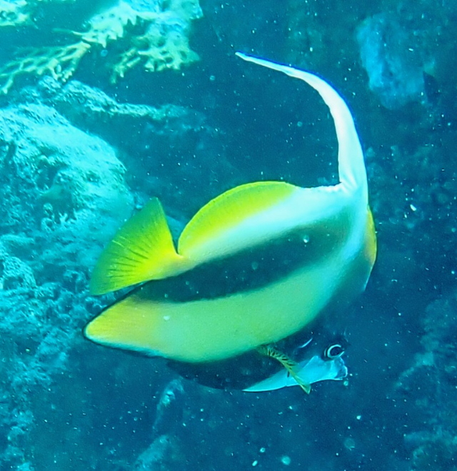 Click to View Red Sea Bannerfish<br><span style='font-size:12px'><i>Dave & Rose</i></span>