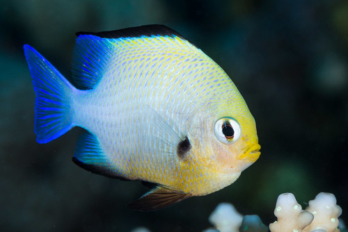 Click to View Red Sea Dascyllus<br><span style='font-size:12px'><i>iNaturalist</i></span>