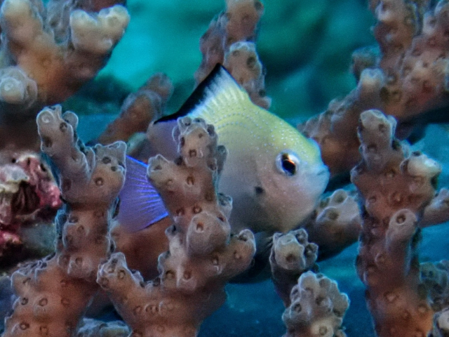 Red Sea Dascyllus<br><span style='font-size:12px'><i>Dave & Rose</i></span>