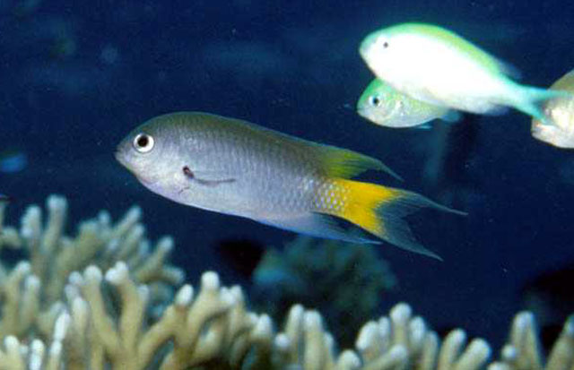 Click to View Red Sea Demoiselle<br><span style='font-size:12px'><i>Fishbase</i></span>