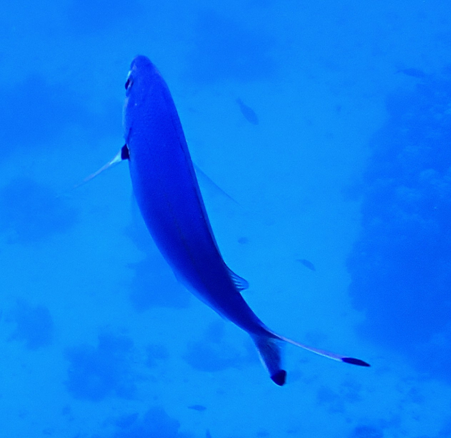 Click to View Red Sea Fusilier<br><span style='font-size:12px'><i>Dave & Rose</i></span>