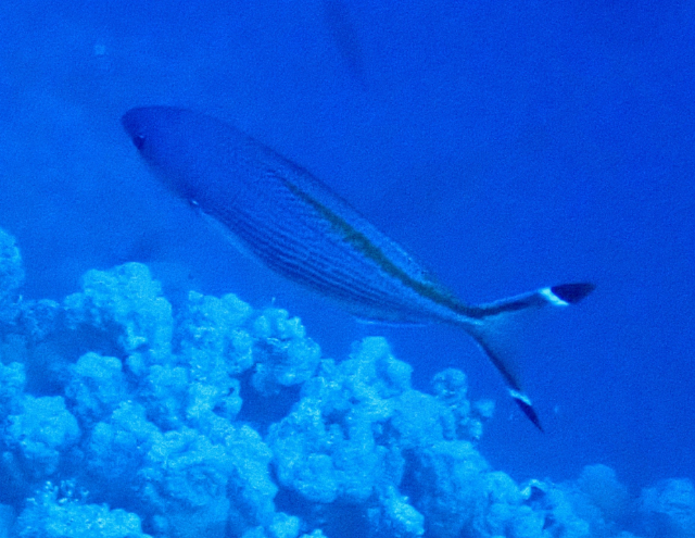 Click to View Red Sea Fusilier<br><span style='font-size:12px'><i>Dave & Rose</i></span>