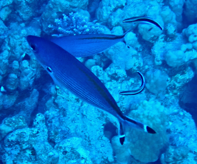 Click to View Red Sea Fusilier<br><span style='font-size:12px'><i>Dave & Rose</i></span>