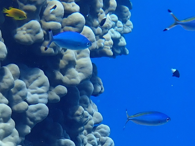 Click to View Red Sea Fusilier<br><span style='font-size:12px'><i>Dave & Rose</i></span>