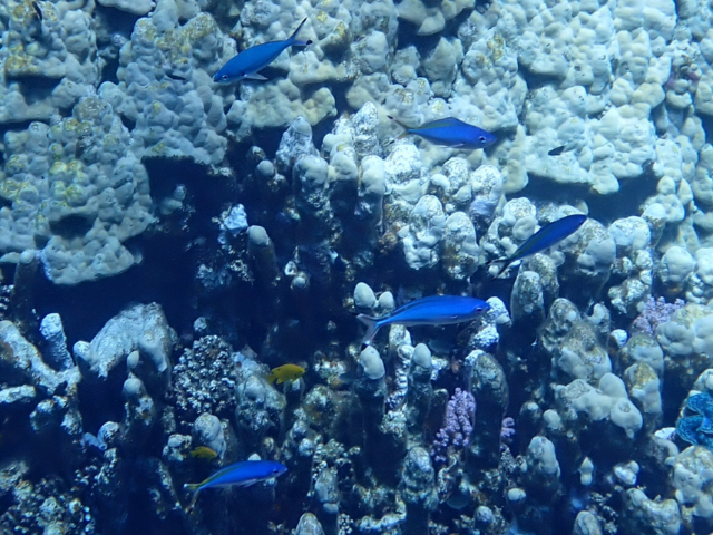 Click to View Red Sea Fusilier<br><span style='font-size:12px'><i>Dave & Rose</i></span>