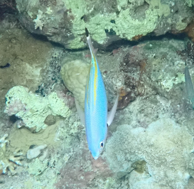 Click to View Red Sea Fusilier<br><span style='font-size:12px'><i>Dave & Rose</i></span>